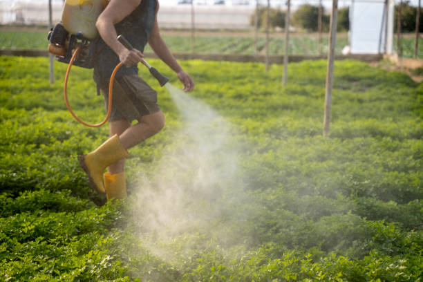 Insect Control in Choccolocco, AL
