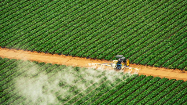 Best Termite Control Services  in Choccolocco, AL